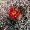 Thumbnail #2 of Ferocactus gracilis by palmbob
