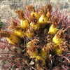 Thumbnail #4 of Ferocactus gracilis by Equilibrium