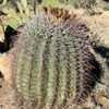 Thumbnail #5 of Ferocactus gracilis by Equilibrium