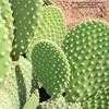 Thumbnail #5 of Opuntia microdasys var. albispina by Xenomorf