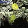 Thumbnail #2 of Opuntia microdasys var. albispina by albleroy