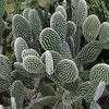 Thumbnail #1 of Opuntia microdasys var. albispina by htop