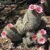 Thumbnail #2 of Mammillaria grahamii by Xenomorf