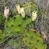 Thumbnail #5 of Opuntia macrorhiza by htop