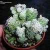 Thumbnail #3 of Mammillaria vetula subsp. gracilis by palmbob