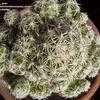 Thumbnail #4 of Mammillaria vetula subsp. gracilis by cactus_lover