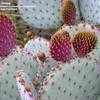 Thumbnail #2 of Opuntia gosseliniana by palmbob