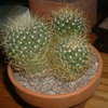 Thumbnail #4 of Mammillaria rhodantha subsp. pringlei by AnalogDog