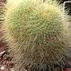 Thumbnail #2 of Mammillaria rhodantha subsp. pringlei by palmbob