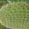 Thumbnail #4 of Opuntia scheeri by oldmudhouse