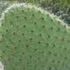 Thumbnail #2 of Opuntia scheeri by oldmudhouse
