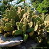 Thumbnail #5 of Opuntia scheeri by Kell