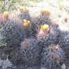 Thumbnail #4 of Ferocactus hamatacanthus by leeann6