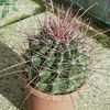 Thumbnail #5 of Ferocactus hamatacanthus by DMersh