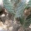 Thumbnail #2 of Opuntia dillenii by palmbob