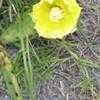 Thumbnail #3 of Opuntia dillenii by IslandJim