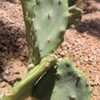 Thumbnail #4 of Opuntia dillenii by Xenomorf