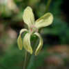 Thumbnail #4 of Pelargonium triste by begoniacrazii