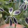 Thumbnail #5 of Pelargonium triste by BGBulbs