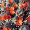 Thumbnail #5 of Echinocereus coccineus by oldmudhouse