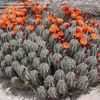 Thumbnail #3 of Echinocereus coccineus by oldmudhouse