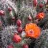 Thumbnail #4 of Echinocereus coccineus by oldmudhouse