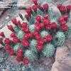 Thumbnail #1 of Echinocereus coccineus by deepfrog17