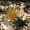 Thumbnail #2 of Escobaria missouriensis by Ally_UT