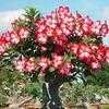 Thumbnail #1 of Adenium obesum by BuriedTreasures