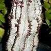 Thumbnail #3 of Euphorbia polygona by Happenstance