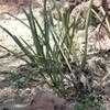 Thumbnail #5 of Yucca endlichiana by palmbob