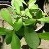 Thumbnail #1 of Euphorbia umbellatum by cactus_lover
