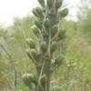 Thumbnail #4 of Agave striata by Xenomorf