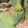Thumbnail #3 of Opuntia stricta by Xenomorf