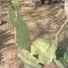 Thumbnail #5 of Opuntia stricta by Xenomorf