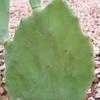 Thumbnail #2 of Opuntia stricta by Xenomorf