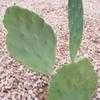 Thumbnail #1 of Opuntia stricta by Xenomorf