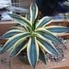 Thumbnail #2 of Agave univittata by palmbob