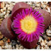 Thumbnail #2 of Pleiospilos nelii by thistlesifter