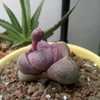 Thumbnail #5 of Pleiospilos nelii by newtonsthirdlaw