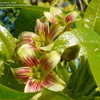 Thumbnail #5 of Jatropha mahafalensis by barrystock