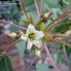 Thumbnail #3 of Jatropha mahafalensis by palmbob