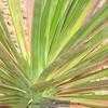 Thumbnail #4 of Yucca desmetiana by Xenomorf