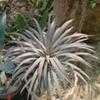 Thumbnail #2 of Yucca desmetiana by cactus_lover