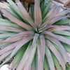 Thumbnail #5 of Yucca desmetiana by palmbob