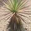 Thumbnail #3 of Yucca desmetiana by Xenomorf
