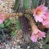 Thumbnail #3 of Echinocereus scheeri subsp. gentryi by palmbob
