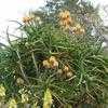 Thumbnail #2 of Aloe tongaensis by palmbob