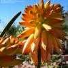 Thumbnail #5 of Aloe tongaensis by thistlesifter