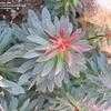 Thumbnail #2 of Euphorbia x martini by palmbob